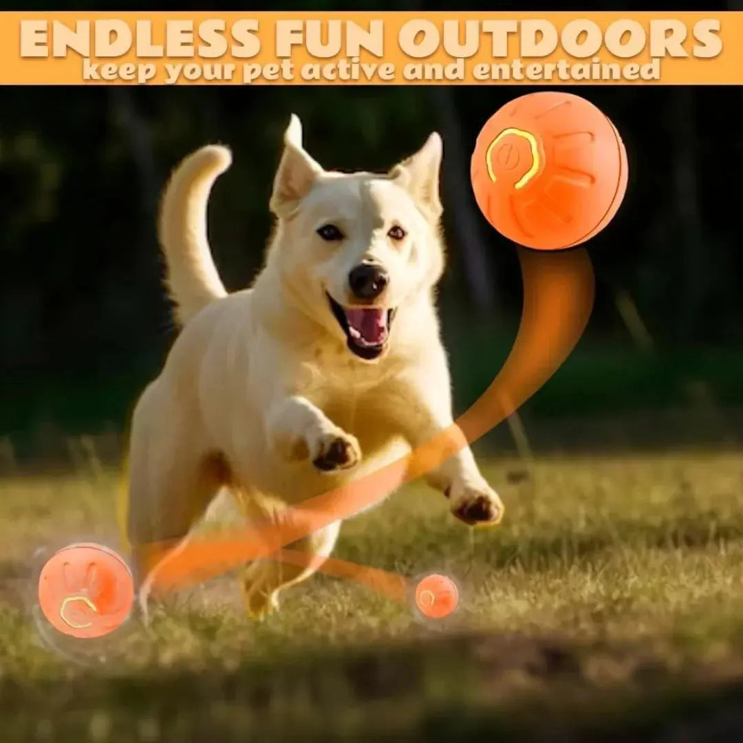 PET IN A RUN
