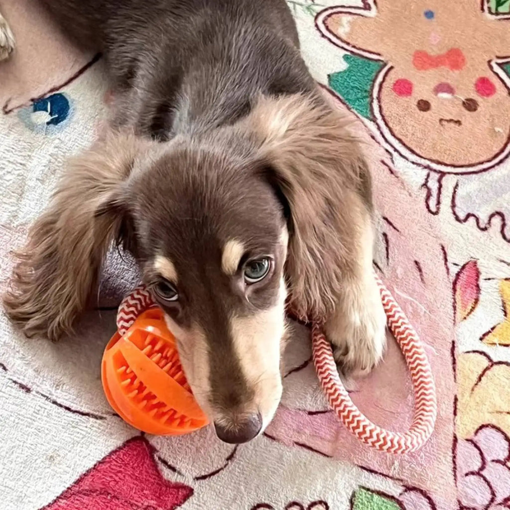 Pet Toy Dog Bite-Resistant Cotton Rope Hand-Held Treat Ball for Teeth Cleaning and Training, Interactive Educational Toy Ball by HARMONYA STORE