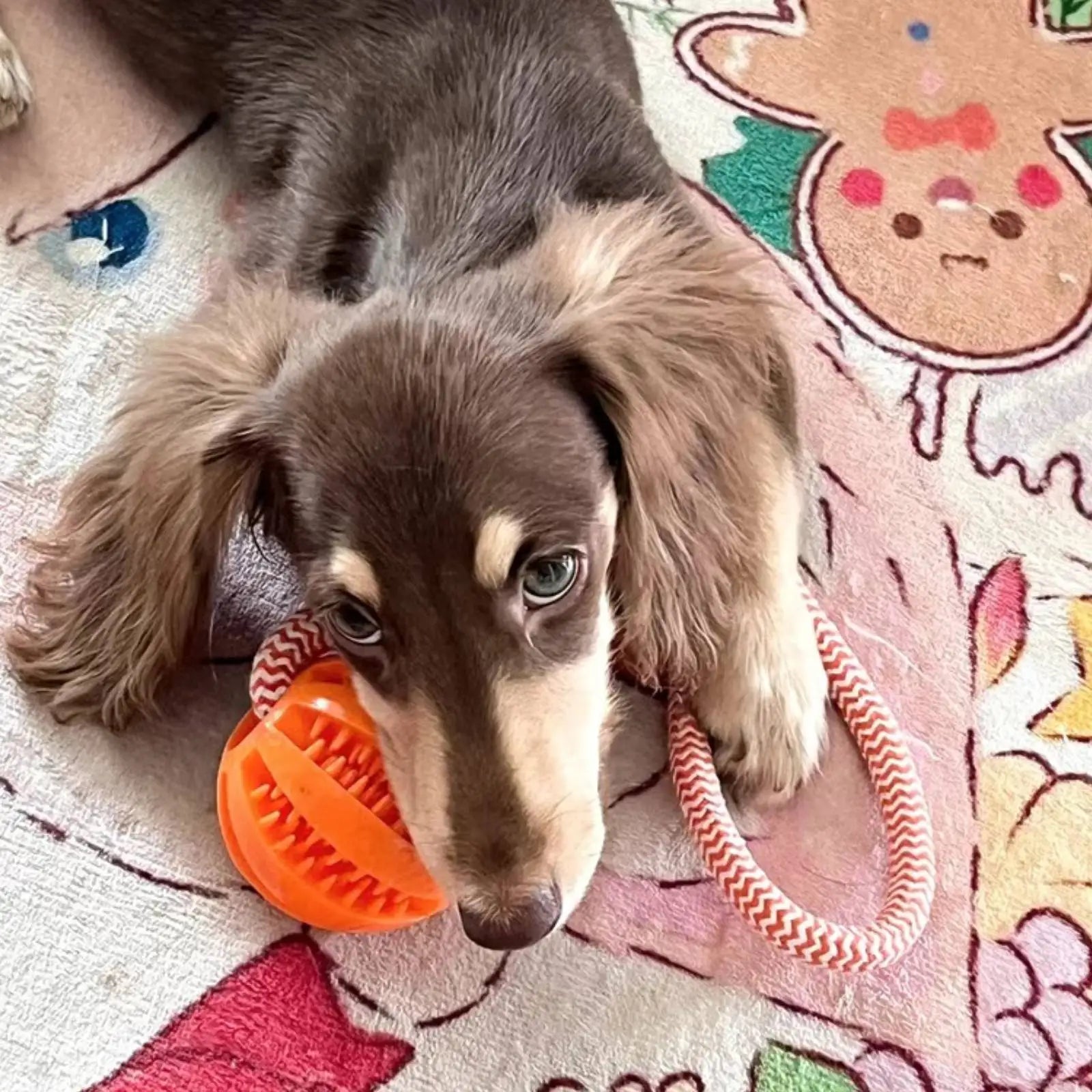 Pet Toy Dog Bite-Resistant Cotton Rope Hand-Held Treat Ball for Teeth Cleaning and Training, Interactive Educational Toy Ball by HARMONYA STORE